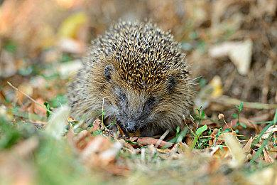 《十字军之王3》开启玩家意见征集 影响DLC开发方向